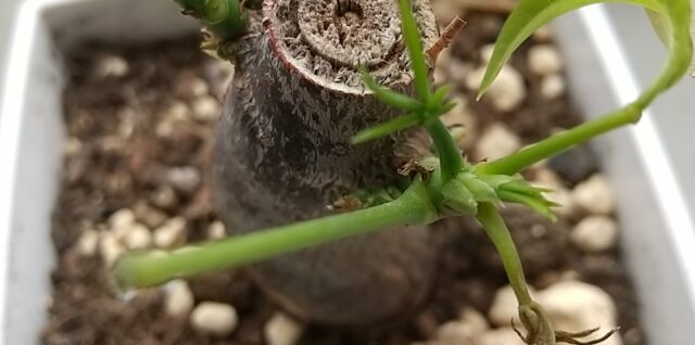 2月にダイソーで購入したパキラの写真