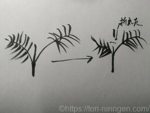 新芽が折れた様子の図解