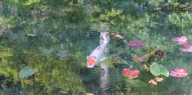 モネの池の写真(鯉を中心にしたもの)