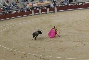 カポーテで牛を導く闘牛士の写真