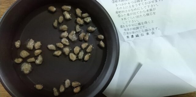 綿の種の写真