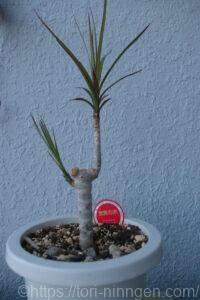成長したドラセナ