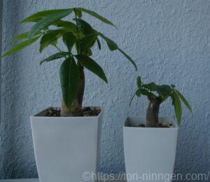 成長したパキラの写真