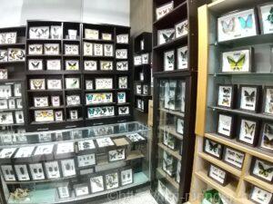 お土産用標本の写真