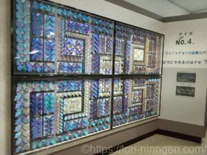 美しい蝶の展示