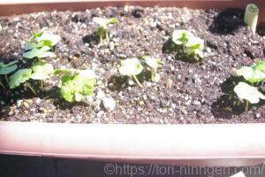 綿の種が生えてきた写真