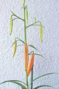 色づいた百合のつぼみの写真