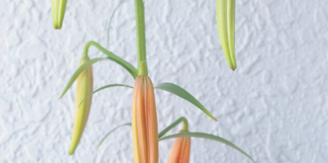 色づいた百合のつぼみの写真