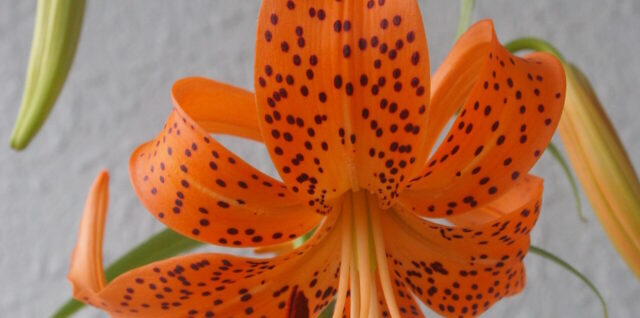 ユリの花が咲いた写真