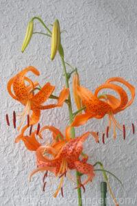 咲き誇るユリの写真