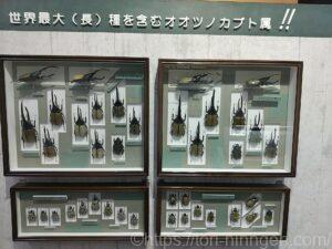 オオツノカブトの標本写真