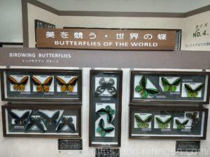 色とりどりのチョウの標本