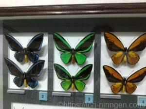 黒、緑、茶色のチョウの写真