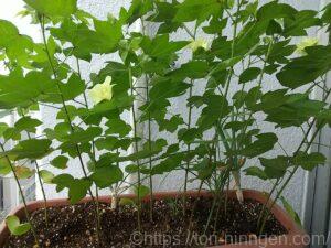 大きくなった綿の木の写真