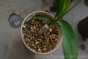 8月27日時点の様子