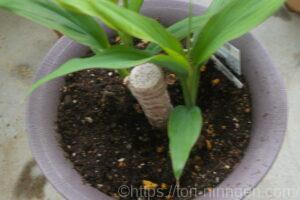 幹からでなく、地面から葉が生えてきたコルジリネ