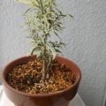 ベンジャミン鉢植えの写真