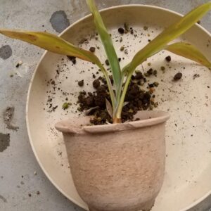 7月に挿し木したコルジリネ