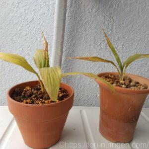 植え替えた2鉢の写真