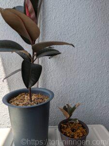 7月くらいのゴムノキ