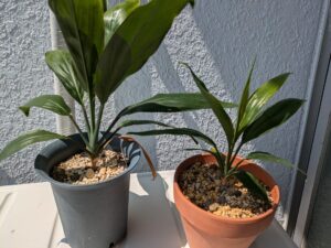 青々としたコルジリネの鉢植え